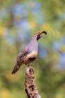 Gambels Quail male-Pima County-Arizona Art Print